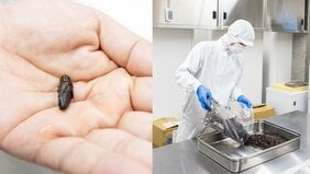 【閲覧注意?】食用コオロギ工場に潜入! 工場内にたちこめる香りはおなじみのあの…?「コオロギの危険性」「多額の補助金の真実」についても社長に直撃