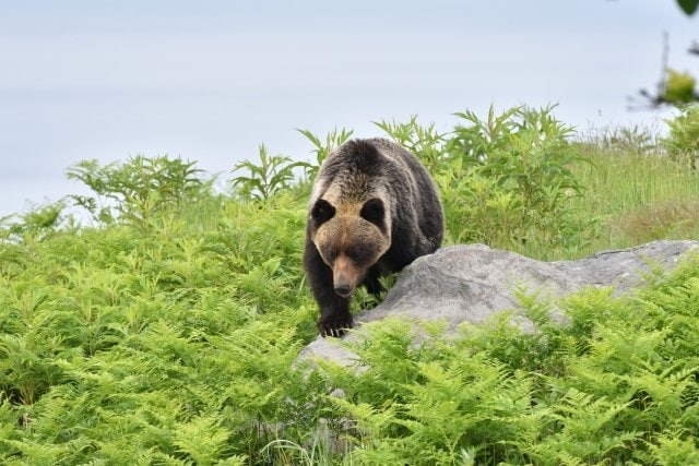 北海道に生息するヒグマ