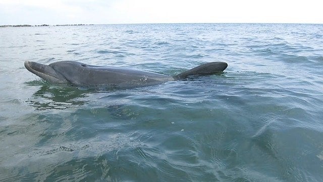 〈福井県・“かみつきイルカ”で17人負傷〉珠洲市の“伝説のイルカ”すずちゃんと同一個体？ 名づけ親が語る悲しい胸中「人が多くて興奮してるだけ、帰ってきてほしい」_14