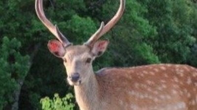 シカの角で胸を刺され男性死亡〉年間5000頭を駆除でも増え続ける福知山