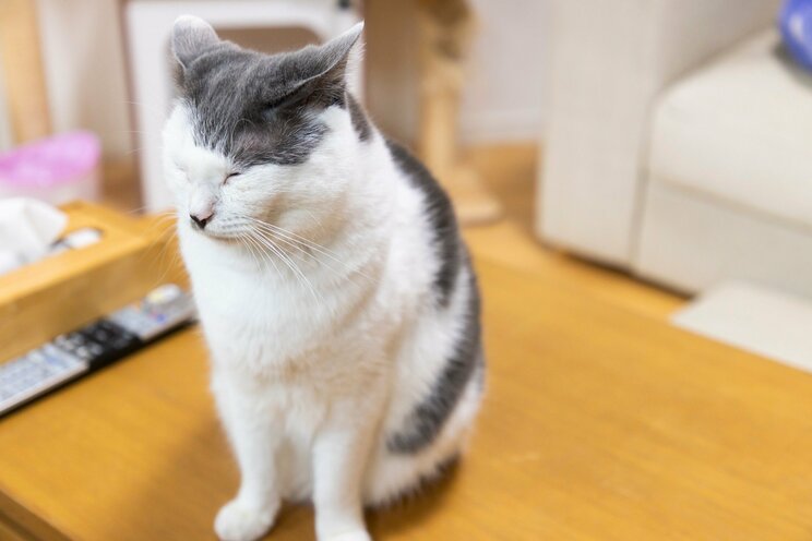 1匹でも不幸な猫をなくしたい。サンシャイン池崎のジャスティスな保護猫との暮らし。_9
