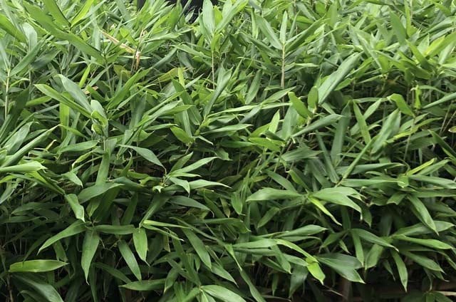 イネ科　アズマザサ属本州の宮城県以北に見られる常緑の笹。高さ40ｃｍ程度。葉は長さ10ｃｍ程度の被針形。