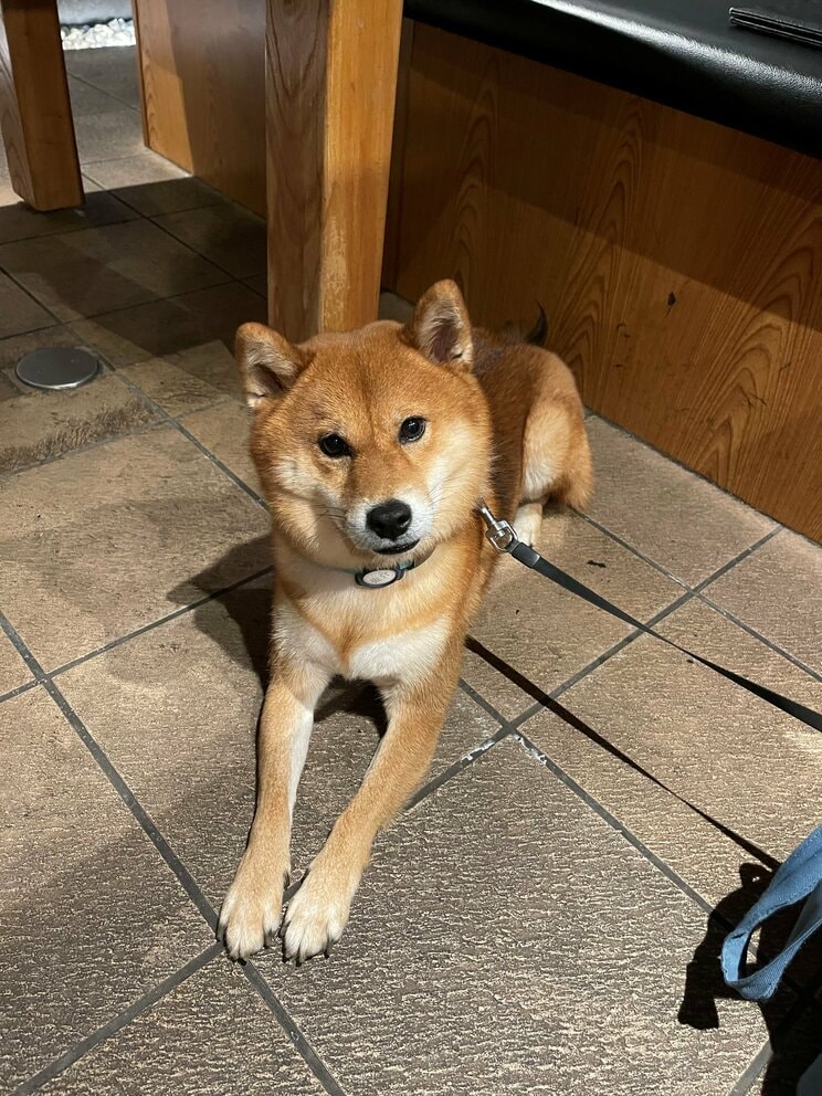 なんと、ひとりでマンションのエレベータにも乗るのだとか