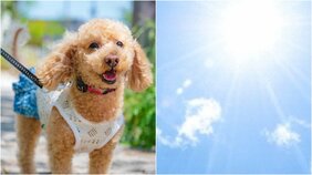 〈災害級の暑さは肉球やけどにも注意!〉国も警告する犬や猫の熱中症リスク「アスファルトは60℃を超えることも」大切な家族の一員を守るためにできること