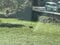 〈クマもキョンも殺すな〉「動物園をつくればいい」役所に鳴り響く「かわいそう」の声…それでも「ローストにして食べるとおいしい」と千葉県が打ち出した、ふるさと納税とキョン駆除大作戦_16