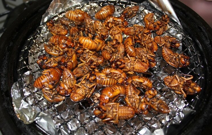 セミの素揚げ