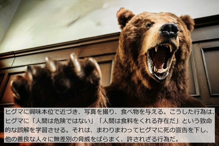 「幼稚園のすぐそばで女性の頭皮をはぐヒグマ」「逃げる12歳少年を後ろから…」ロシアで起きた忌まわしい事件から日本人は何を学ぶべきか_4