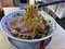 「食べ歩きまぜそば」「和牛すき焼きラーメン」インバウンド需要で東京・新宿のラーメンに異変が! 一方、夜の街には“中国人専門”のキャッチの姿も…_6