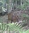 〈クマもキョンも殺すな〉「動物園をつくればいい」役所に鳴り響く「かわいそう」の声…それでも「ローストにして食べるとおいしい」と千葉県が打ち出した、ふるさと納税とキョン駆除大作戦_5