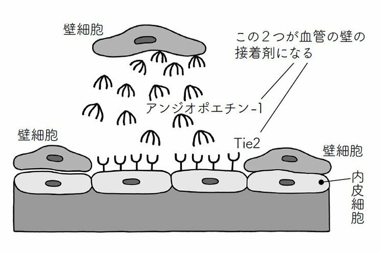 『百歳まで歩ける人の習慣 脚力と血管力を強くする』より