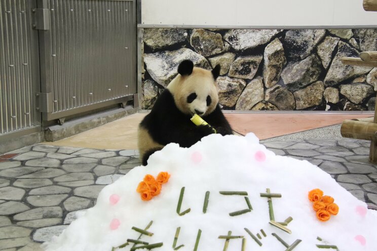 みんなからの愛を一身に受けて育った良浜（写真／神戸万知さん）