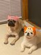 【画像あり】フォロワー数14.6万! 令和の超人気犬「おもちくん」。俳優・高橋一生ともCM共演した癒し満載のキュートな素顔に接近!_25