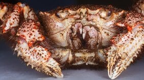 「いざいざ」「ぞわぞわ」甲殻類が食べられない人が感じている生理的不快感とは。甲殻類恐怖症の正体