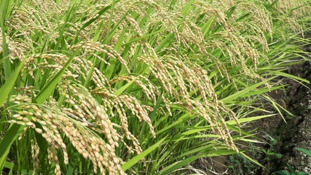 日本で作られるブランド米のほとんどが「コシヒカリ」の親戚?!　超優秀な品種改良の歴史に迫る！_1