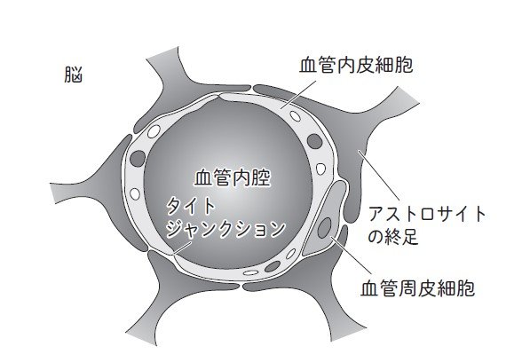 血液脳関門