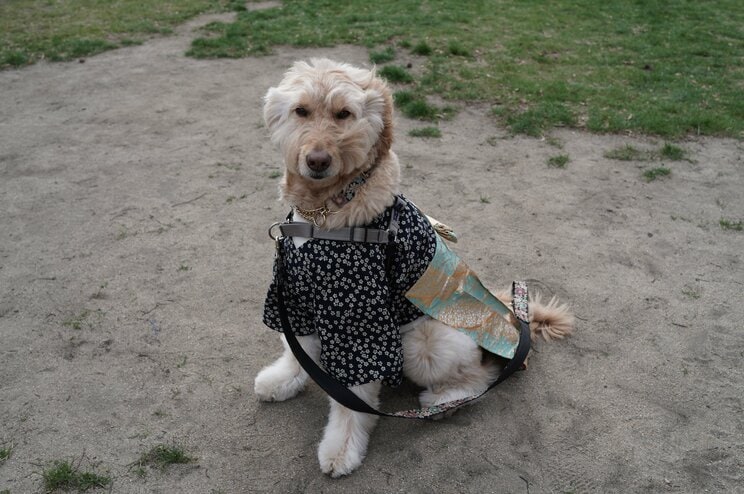 大人気だったフウタくん（5）　北九州市二十歳の記念式典にて　写真／篠原祐介