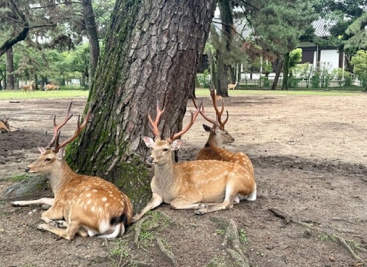 奈良公園のシカ