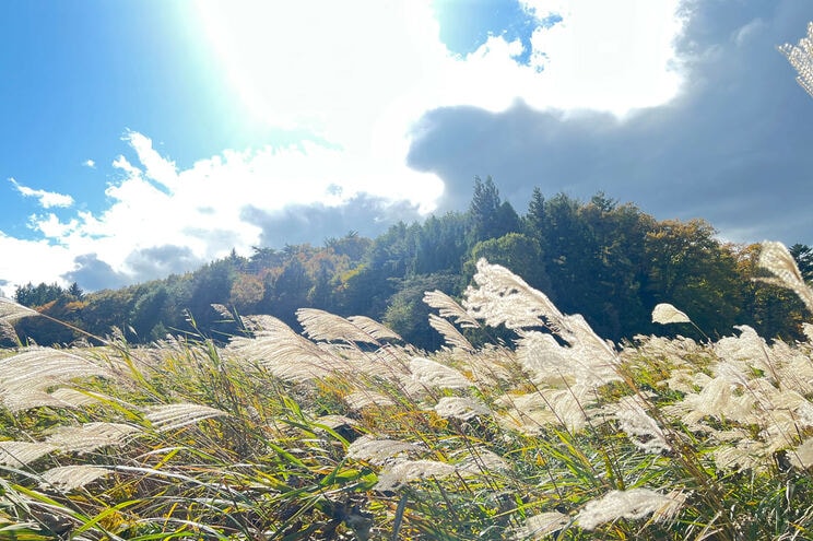 2025年、秋。飯舘村の中心部近くでは、ススキの大群が風に揺れていた。撮影：青木理