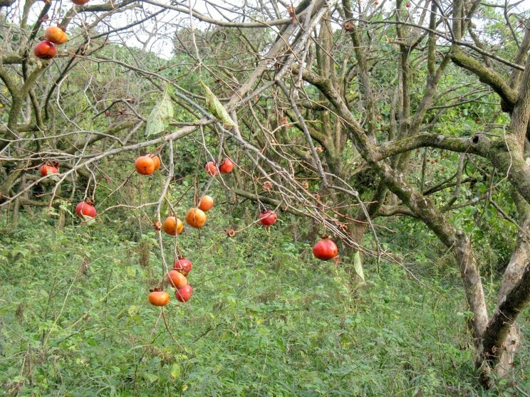 人がいなくなった廃屋の庭に残る柿の木を狙って、クマが出没する事例が秋には各地で見られる。自治体が伐採を推奨しているところも（『ドキュメント　クマから逃げのびた人々』より）