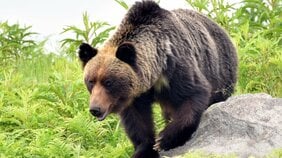 〈クマは殺すしかないのか？〉「絶滅してもいい」「クマを殺すな」対立する日本の世論…米国では人間とクマの衝突が激減、専門家が指摘する“駆除だけに頼らない”解決策