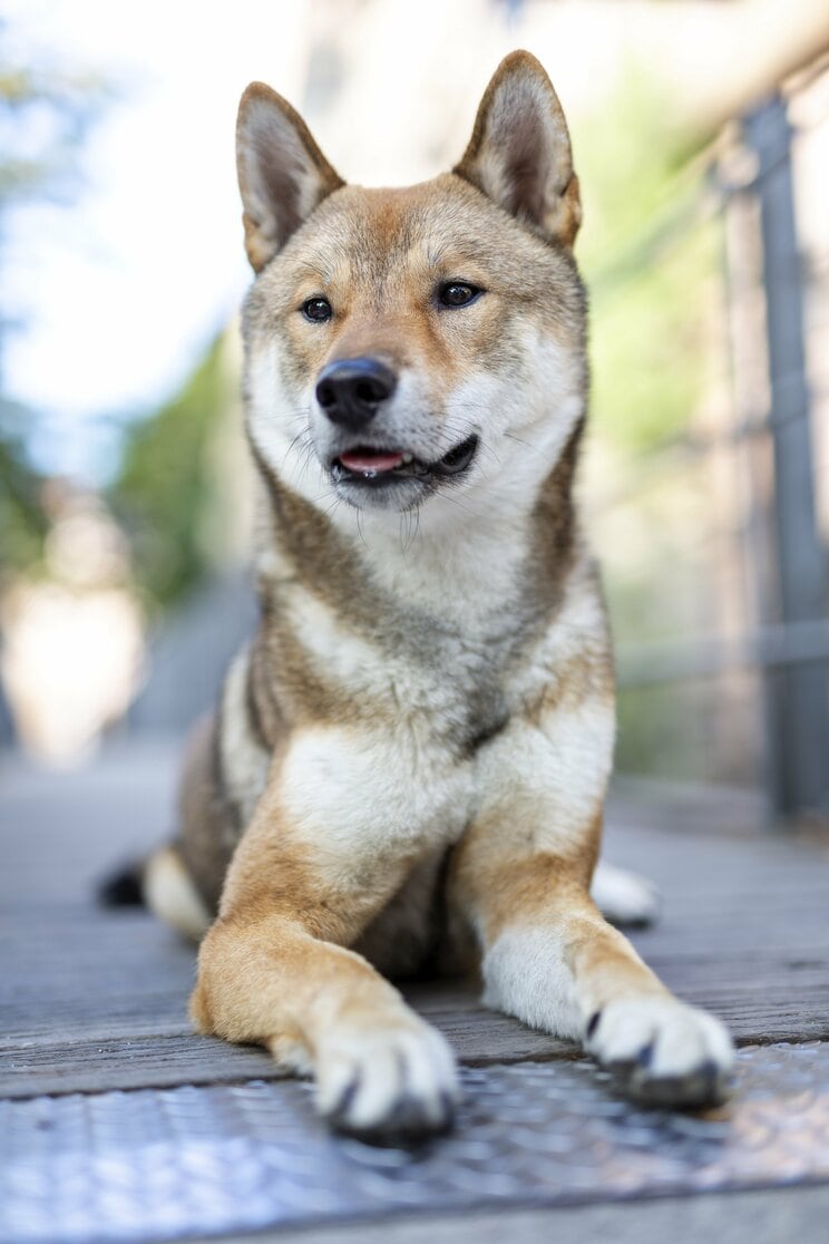 四国犬（写真／アフロ）