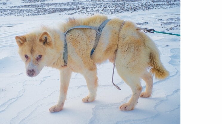 「やるからには世界最強の犬橇チームをつくる」探検家・作家の角幡唯介氏が最初に選んだ５頭の出自_3