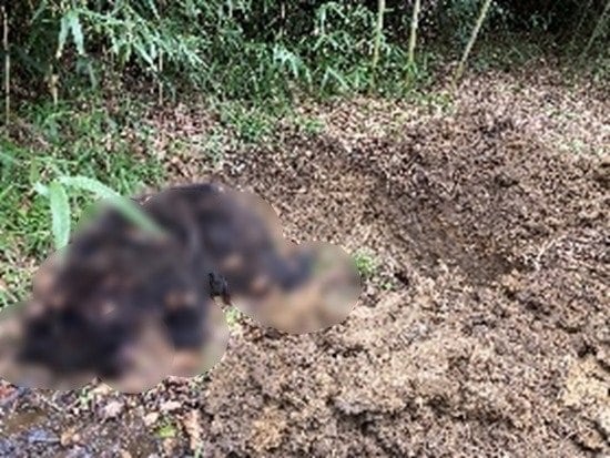 2023年秋に、主人を襲い射殺されたツキノワギマ…