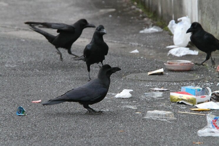 ゴミを漁るカラス（PhotoAC）
