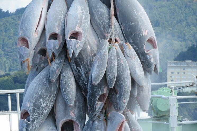 「中国の富裕層がマグロの旨さに気づいてしまった…」新興国の経済成長で加速する世界食糧争奪戦の中、日本が次に買い負けする食品は…_1