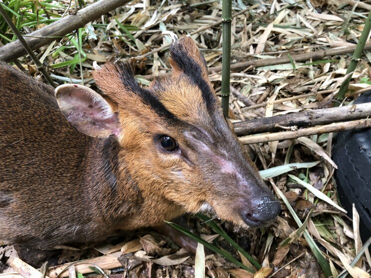 〈千葉・キョン大発生〉「ギャー！」と夜中に不気味な鳴き声で吠え続け、住民は「私らが出てけと言われてるみたい」…捕獲すると「ヒィ〜、ヒィ〜！」と悲痛な声でハンターの心をえぐる謎多き生物_15