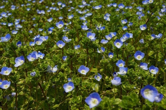 オオバコ科　クワガタソウ属花期は2月〜4月。草丈は15cm〜30cmで地面を這うように広がり、陽が当たっている間だけ花を咲かせる1日花。