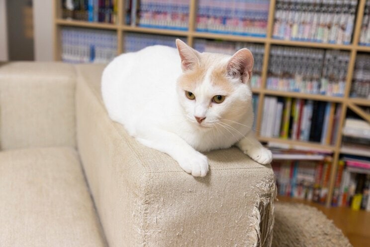 1匹でも不幸な猫をなくしたい。サンシャイン池崎のジャスティスな保護猫との暮らし。_7