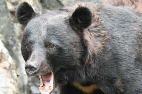 「かわいそうだろ!」ツキノワグマ3頭駆除で町役場に苦情殺到。担当者は「私たちだって精神的にキツイし、苦渋の決断」ドローンも飛んだ決死のクマ捕獲大作戦の実態