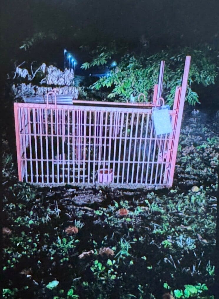 箱罠にかかったクマ