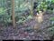 〈クマもキョンも殺すな〉「動物園をつくればいい」役所に鳴り響く「かわいそう」の声…それでも「ローストにして食べるとおいしい」と千葉県が打ち出した、ふるさと納税とキョン駆除大作戦_11