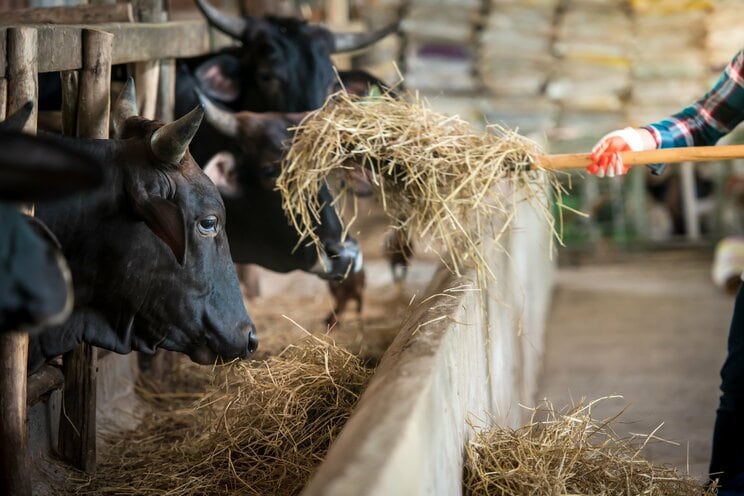 日本の農家の手取りは実質175万円「儲け過ぎ」批判のあるアメリカ、手厚い補助金のある西欧と比べて極端に厳しい実情_3