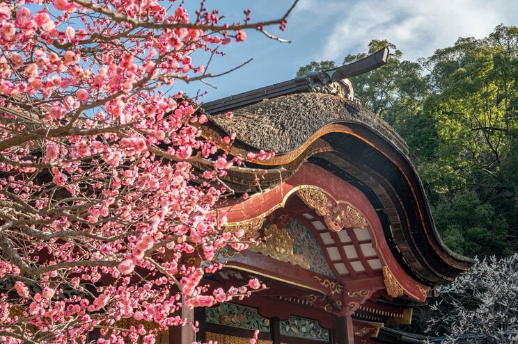 「さくら」は50〜、「うめ」は19〜、日本に梅・桜がつく地名が多いのはなぜ？ 京王車庫前が桜上水へと変わった理由_1