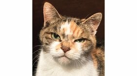 “グラビア界の巨匠”渡辺達生の最新写真集は――まさかの…ねこ!?