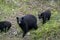 〈4人死亡のクマ襲撃事件〉ツキノワグマは人間も食べる…秋田で起きた惨劇とマタギが目撃した“肉食グマ”の実態「クマは共喰いするんさな」_10