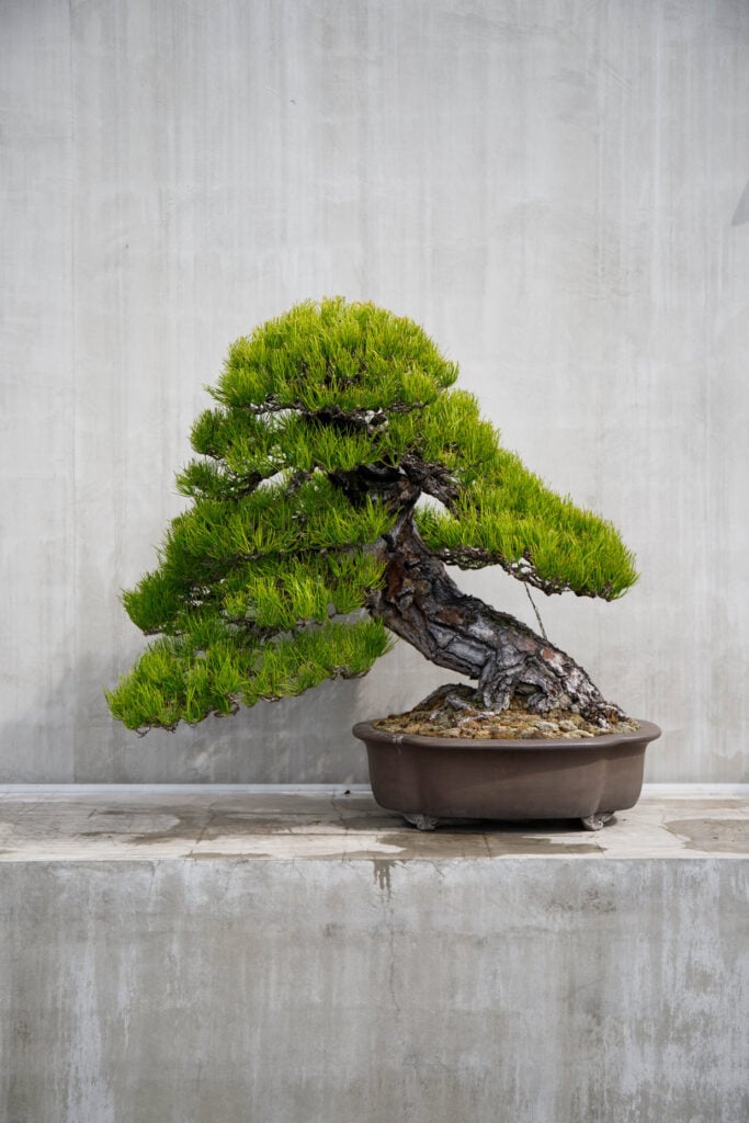 黒松 (推定樹齢300年)