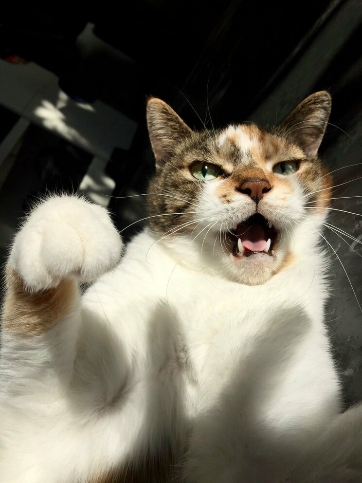 “グラビア界の巨匠”渡辺達生の最新写真集は――まさかの…ねこ!?_k