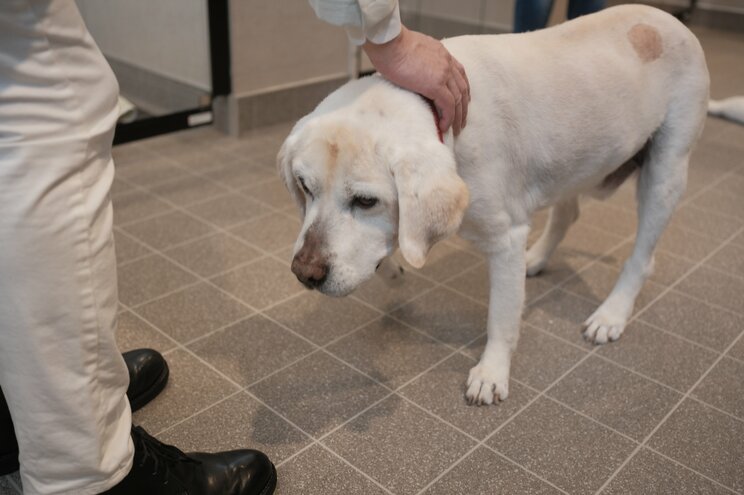 〈約20％の飼い主が60代以上〉人間と愛犬の間にもある深刻な“老老介護”問題「この子はがんばったね」老犬ホームスタッフが語る高齢犬の“お見送り”_6
