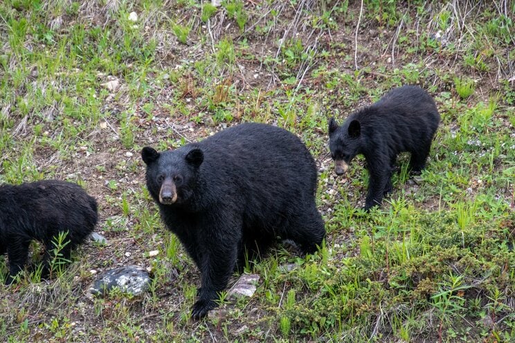 〈4人死亡のクマ襲撃事件〉ツキノワグマは人間も食べる…秋田で起きた惨劇とマタギが目撃した“肉食グマ”の実態「クマは共喰いするんさな」_9