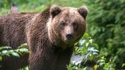 「ライフルを使ってクマを駆除するのか？」自衛隊出動で“クマ擁護派”が役所に勘違いクレーム、「殺すな」と「お前らが駆除をしっかりしないから…」の板挟みにも苦悩