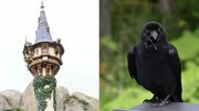 「2羽のカラスに襲われている」東京ディズニーシーでラプンツェルに起きた衝撃ハプニング…消えたプリンセス、運営は「本日4月2日も塔の中に隠れたままの状態となります」