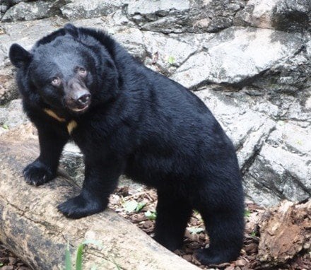 ツキノワグマ（写真／PhotoAC）