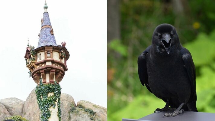 「2羽のカラスに襲われている」東京ディズニーシーでラプンツェルに起きた衝撃ハプニング…消えたプリンセス、運営は「本日4月2日も塔の中に隠れたままの状態となります」