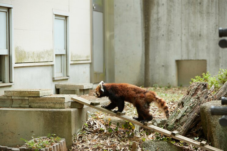 2本足で立つ姿でレッサーパンダブームを巻き起こした風太くんも20歳に。人間なら80歳以上のご長寿「孫に囲まれ幸せな日々」の中、まだ立っているのか？_12