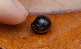 〈新種発表〉ダンゴムシかと思ったらヤツだった! Gが好きすぎる昆虫館若手研究者があらたなマルいGを発見!