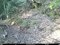 〈クマもキョンも殺すな〉「動物園をつくればいい」役所に鳴り響く「かわいそう」の声…それでも「ローストにして食べるとおいしい」と千葉県が打ち出した、ふるさと納税とキョン駆除大作戦_12
